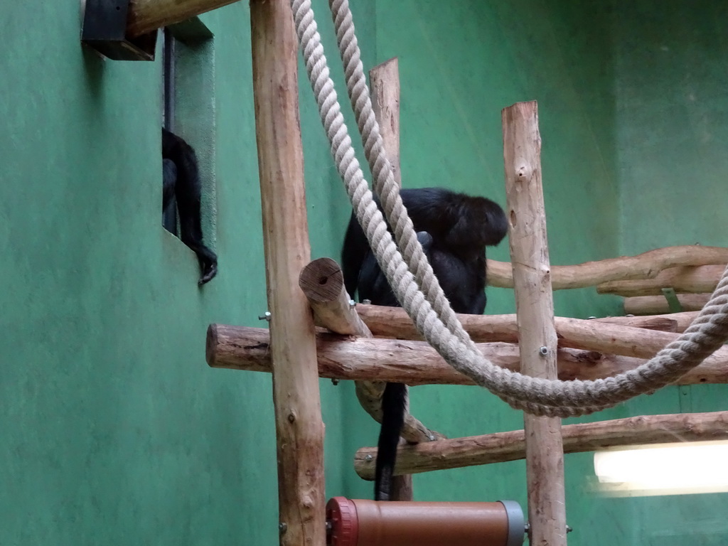 Brown-headed Spider Monkeys at the Monkey Building at the Antwerp Zoo