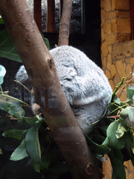 Queensland Koala at the Antwerp Zoo