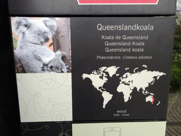 Explanation on the Queensland Koala at the Antwerp Zoo