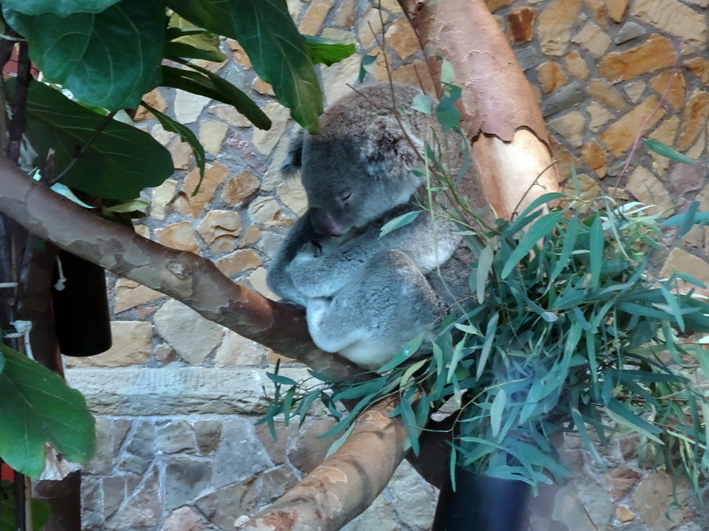 Queensland Koala at the Antwerp Zoo