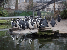 African Penguins at the Rotunda Building at the Antwerp Zoo