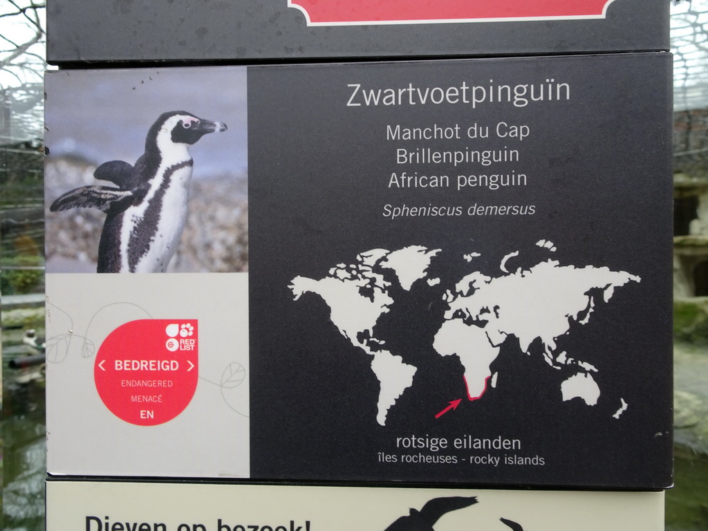 Explanation on the African Penguin at the Rotunda Building at the Antwerp Zoo