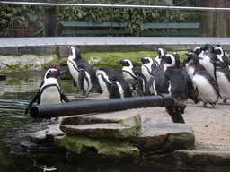 African Penguins at the Rotunda Building at the Antwerp Zoo