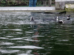 African Penguins at the Rotunda Building at the Antwerp Zoo