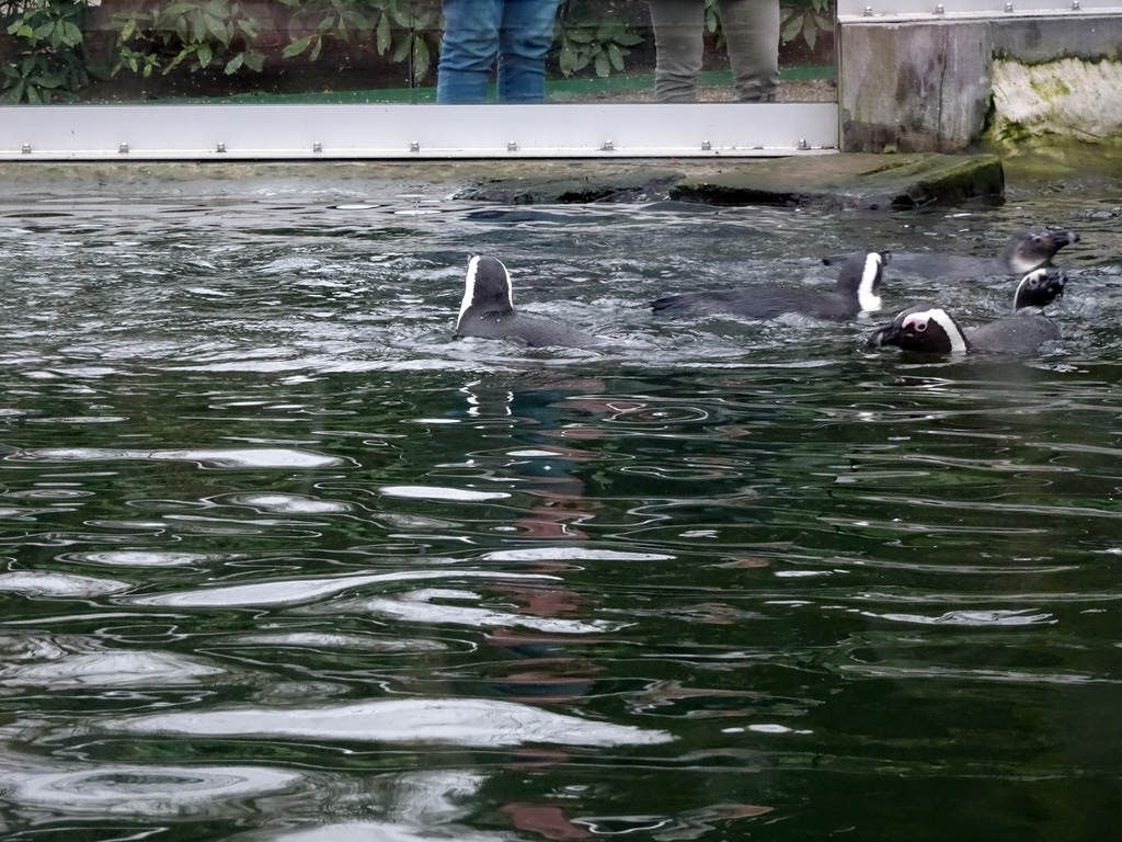 African Penguins at the Rotunda Building at the Antwerp Zoo