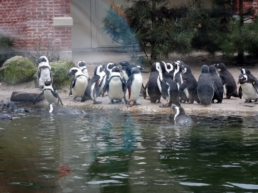 African Penguins at the Rotunda Building at the Antwerp Zoo