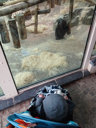 Max with a Chimpanzee at the Primate Building at the Antwerp Zoo