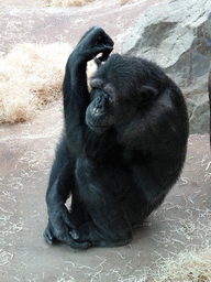 Chimpanzee at the Primate Building at the Antwerp Zoo