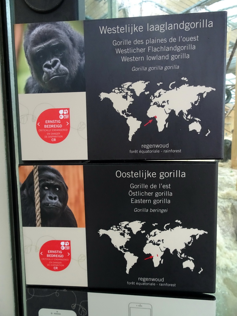 Explanation on the Western Lowland Gorilla and the Eastern Gorilla at the Primate Building at the Antwerp Zoo