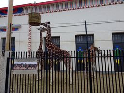 Rothschild`s Giraffes in front of the Egyptian Temple at the Antwerp Zoo