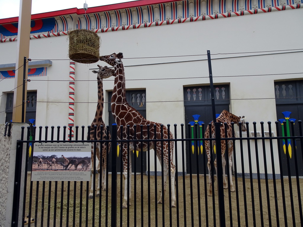 Rothschild`s Giraffes in front of the Egyptian Temple at the Antwerp Zoo