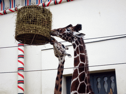 Interior of the Savannah at the Antwerp Zoo