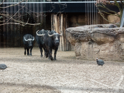 Sign on the closure of the walkway through the Savannah at the Antwerp Zoo because of the Avian Influenza