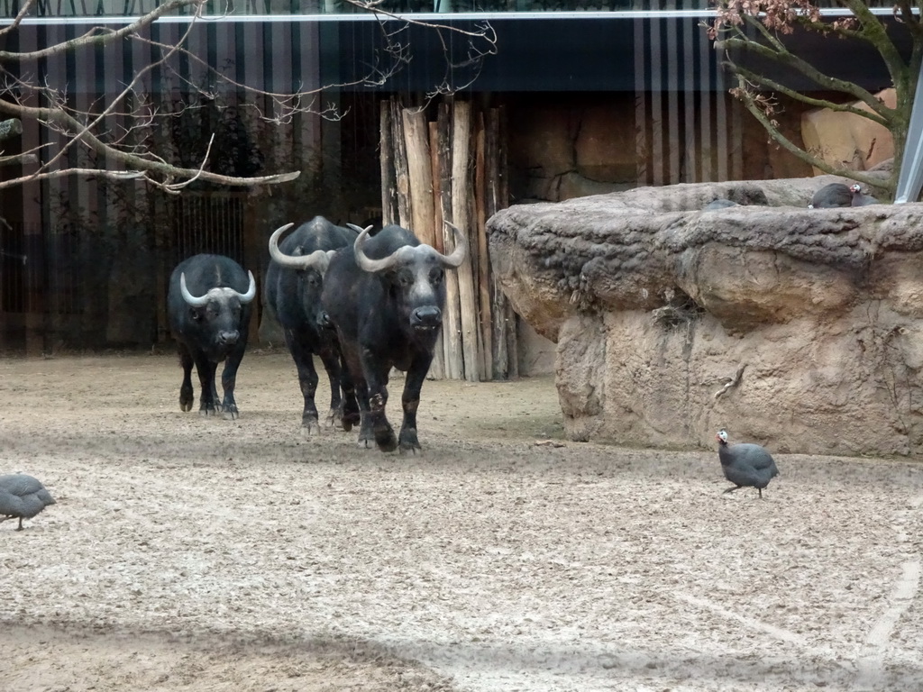 Sign on the closure of the walkway through the Savannah at the Antwerp Zoo because of the Avian Influenza