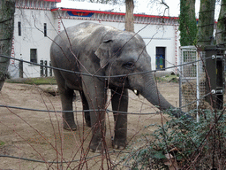 Asian Elephant in front of the Egyptian Temple at the Antwerp Zoo