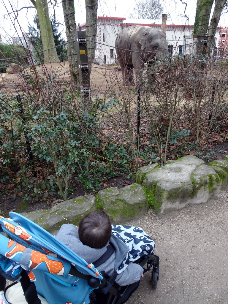 Asian Elephant in front of the Egyptian Temple at the Antwerp Zoo, with explanation