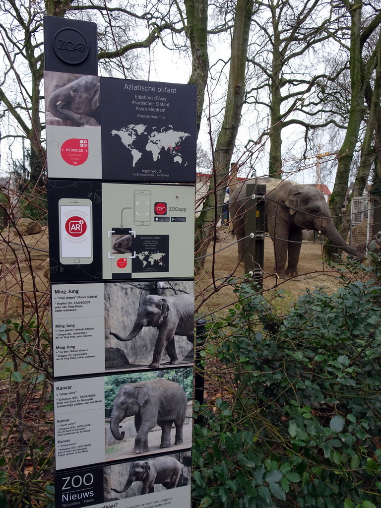 Asian Elephant in front of the Egyptian Temple at the Antwerp Zoo, viewed from the viewing platform