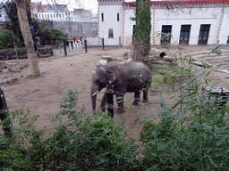 Asian Elephant in front of the Egyptian Temple at the Antwerp Zoo, viewed from the viewing platform