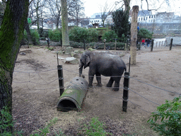 Max in front of the viewing platform for the Asian Elephants