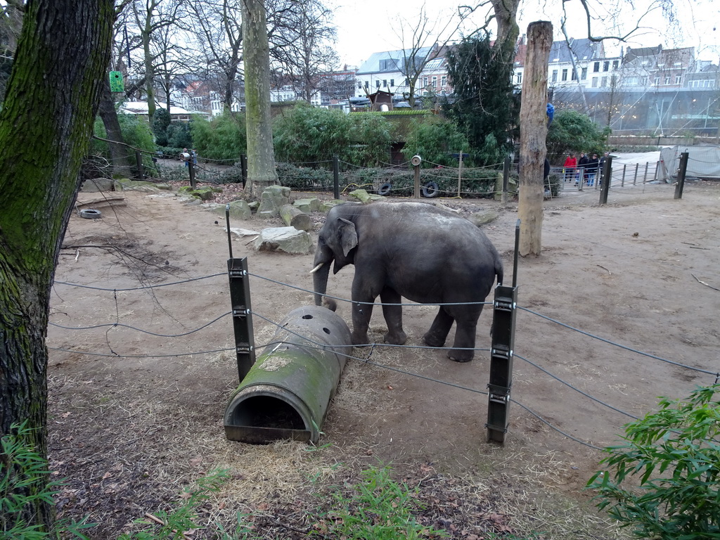 Max in front of the viewing platform for the Asian Elephants