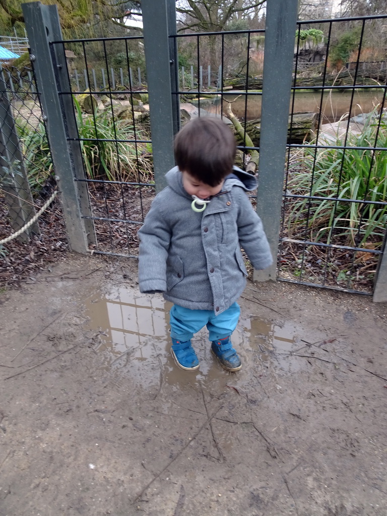 Max and a Harbor Seal under water at the Vriesland building at the Antwerp Zoo