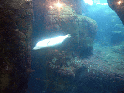 Harbor Seal under water at the Vriesland building at the Antwerp Zoo