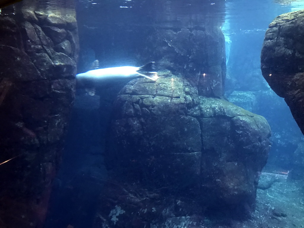 King Penguins and Gentoo Penguins at the Vriesland building at the Antwerp Zoo