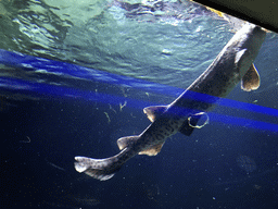 Fish at the Aquarium of the Antwerp Zoo