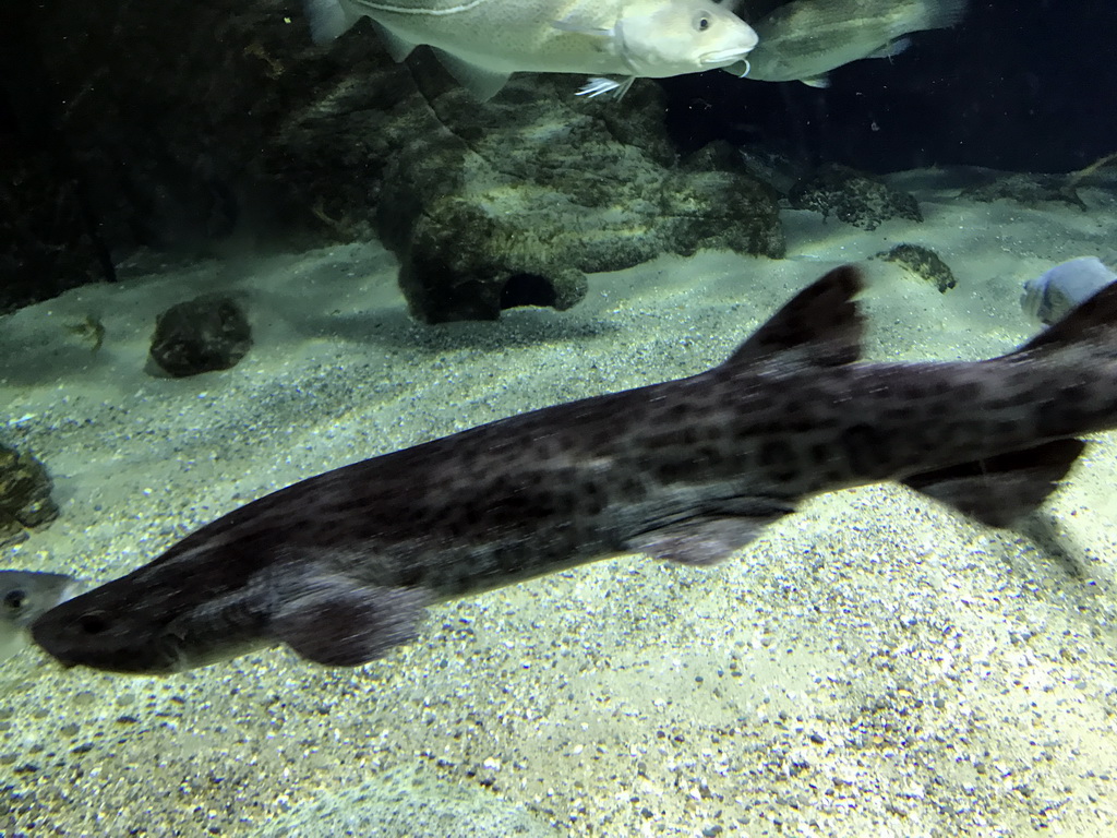 Fish at the Aquarium of the Antwerp Zoo