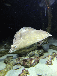 Fish at the Aquarium of the Antwerp Zoo