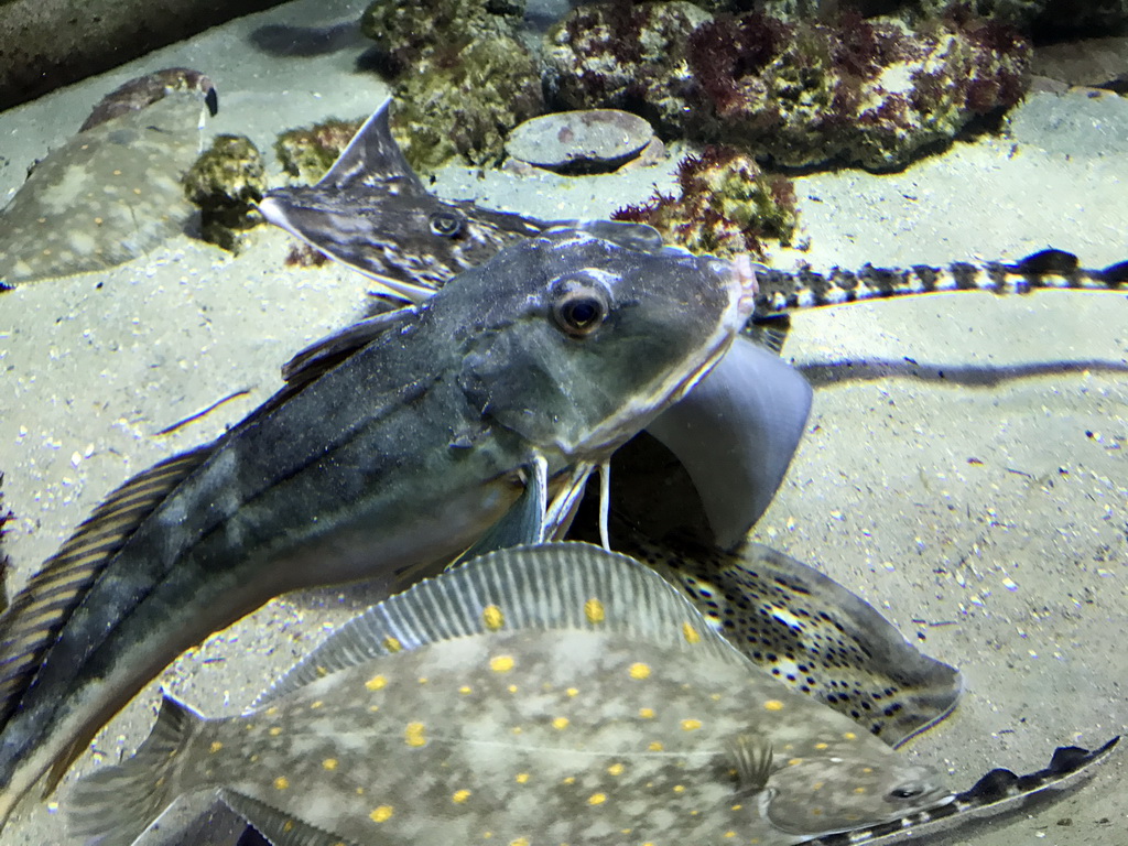 Fish at the Aquarium of the Antwerp Zoo