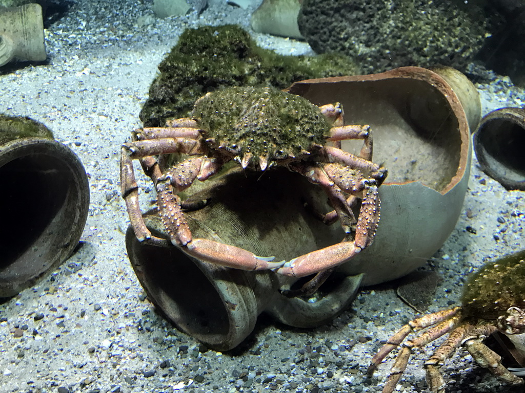 Crabs at the Aquarium of the Antwerp Zoo