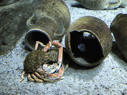 Crabs and fish at the Aquarium of the Antwerp Zoo