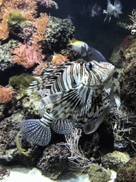 Lionfish at the Aquarium of the Antwerp Zoo