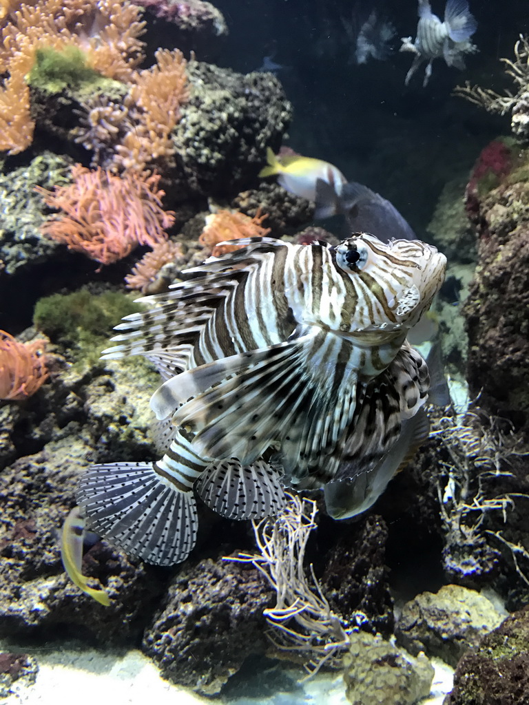 Lionfish at the Aquarium of the Antwerp Zoo