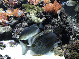 Fish at the Aquarium of the Antwerp Zoo