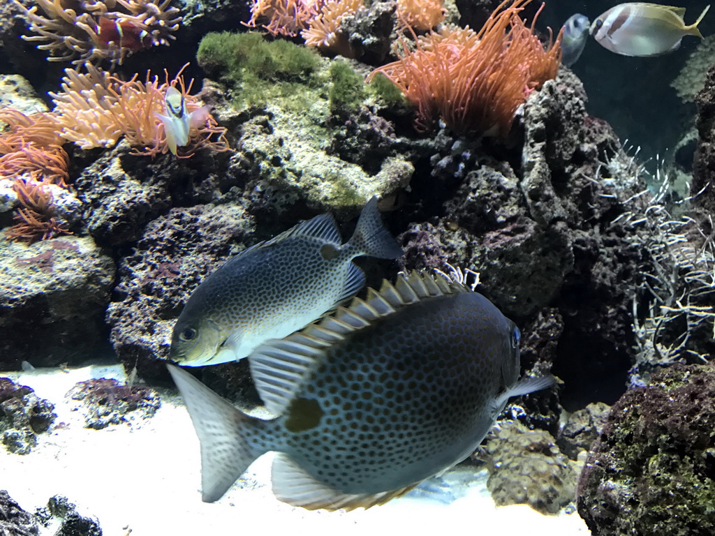 Fish at the Aquarium of the Antwerp Zoo