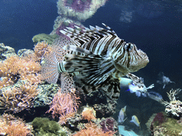 Lionfish and other fish at the Aquarium of the Antwerp Zoo