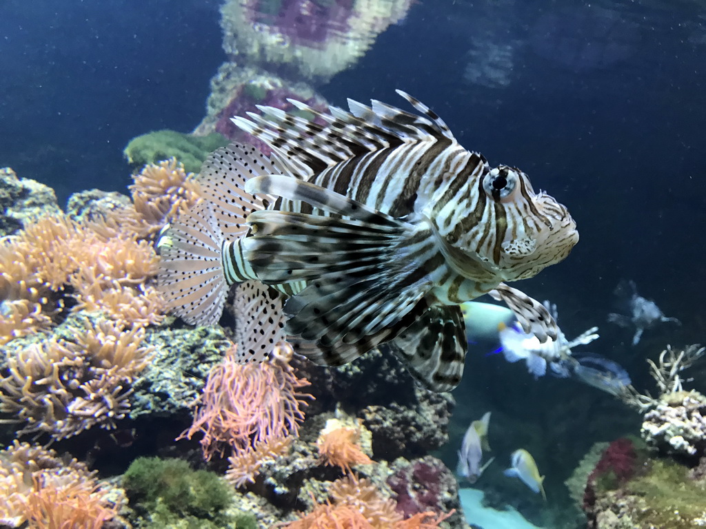 Lionfish and other fish at the Aquarium of the Antwerp Zoo