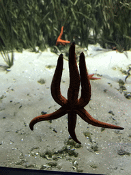 Six-armed Starfish at the Aquarium of the Antwerp Zoo