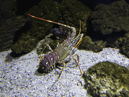Spiny Lobster at the Aquarium of the Antwerp Zoo