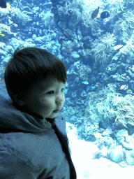 Max, fish and coral at the Reef Aquarium at the Aquarium of the Antwerp Zoo