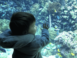 Max, fish and coral at the Reef Aquarium at the Aquarium of the Antwerp Zoo