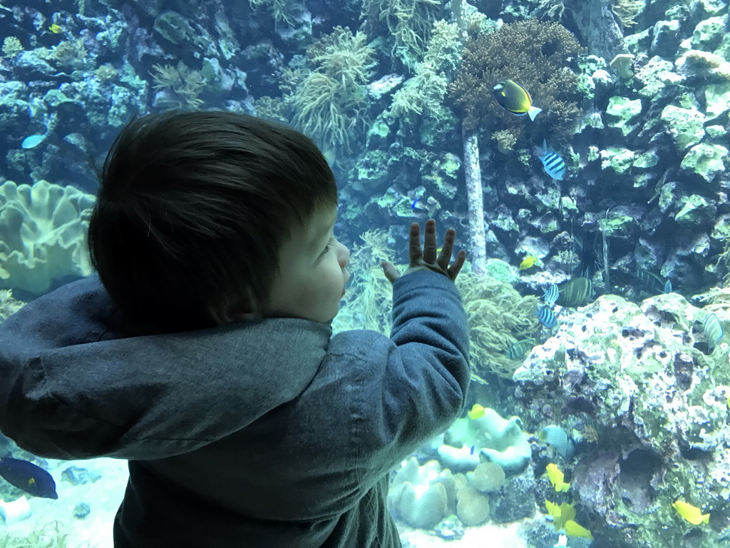 Max, fish and coral at the Reef Aquarium at the Aquarium of the Antwerp Zoo