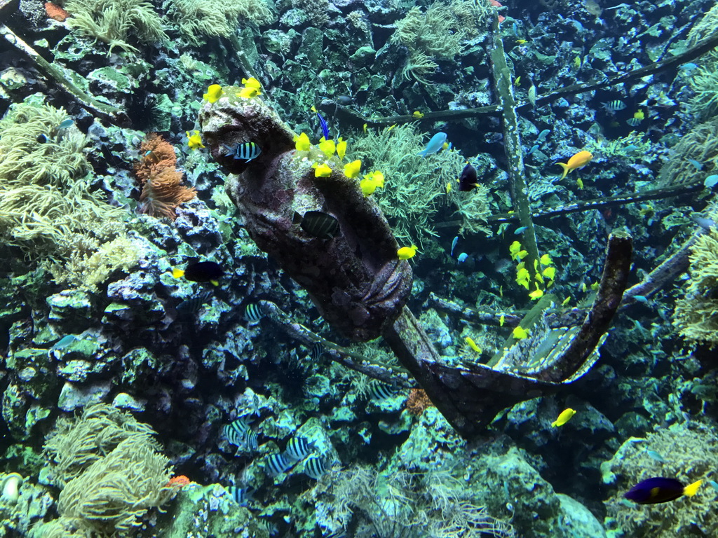 Fish, coral and a ship wreck at the Reef Aquarium at the Aquarium of the Antwerp Zoo