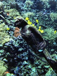 Fish, coral and a ship wreck at the Reef Aquarium at the Aquarium of the Antwerp Zoo