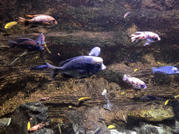 Fish at the Aquarium of the Antwerp Zoo