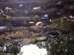 Fish at the Aquarium of the Antwerp Zoo