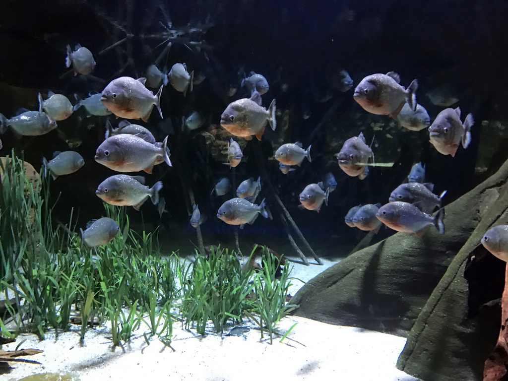 Red Piranhas at the Aquarium of the Antwerp Zoo