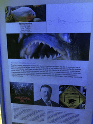 Explanation on the Red Piranha at the Aquarium of the Antwerp Zoo